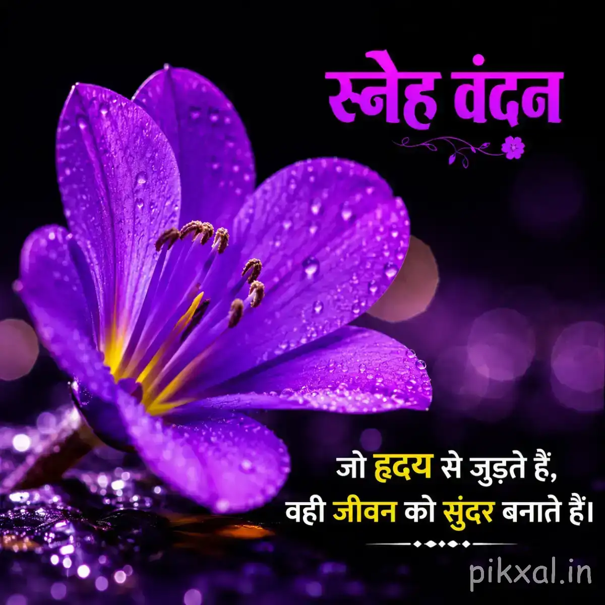 Single purple flower with rounded petals and visible water droplets against a dark blurred background