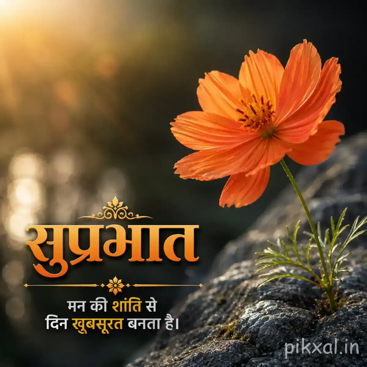 Single orange flower with layered petals rising above rocky ground in warm morning light