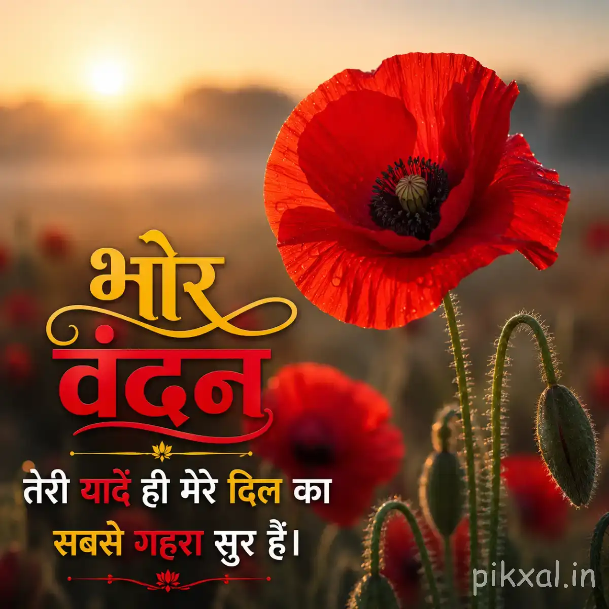 Single red good morning flower images download with a dark center and unopened buds against a glowing sunrise landscape