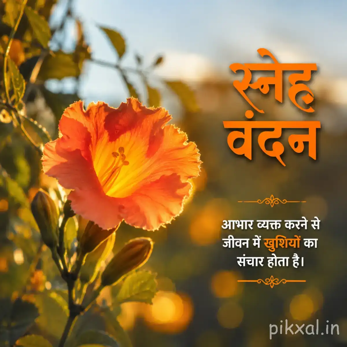 Orange flower with layered petals and green leaves glowing in warm sunlight with a Hindi morning message