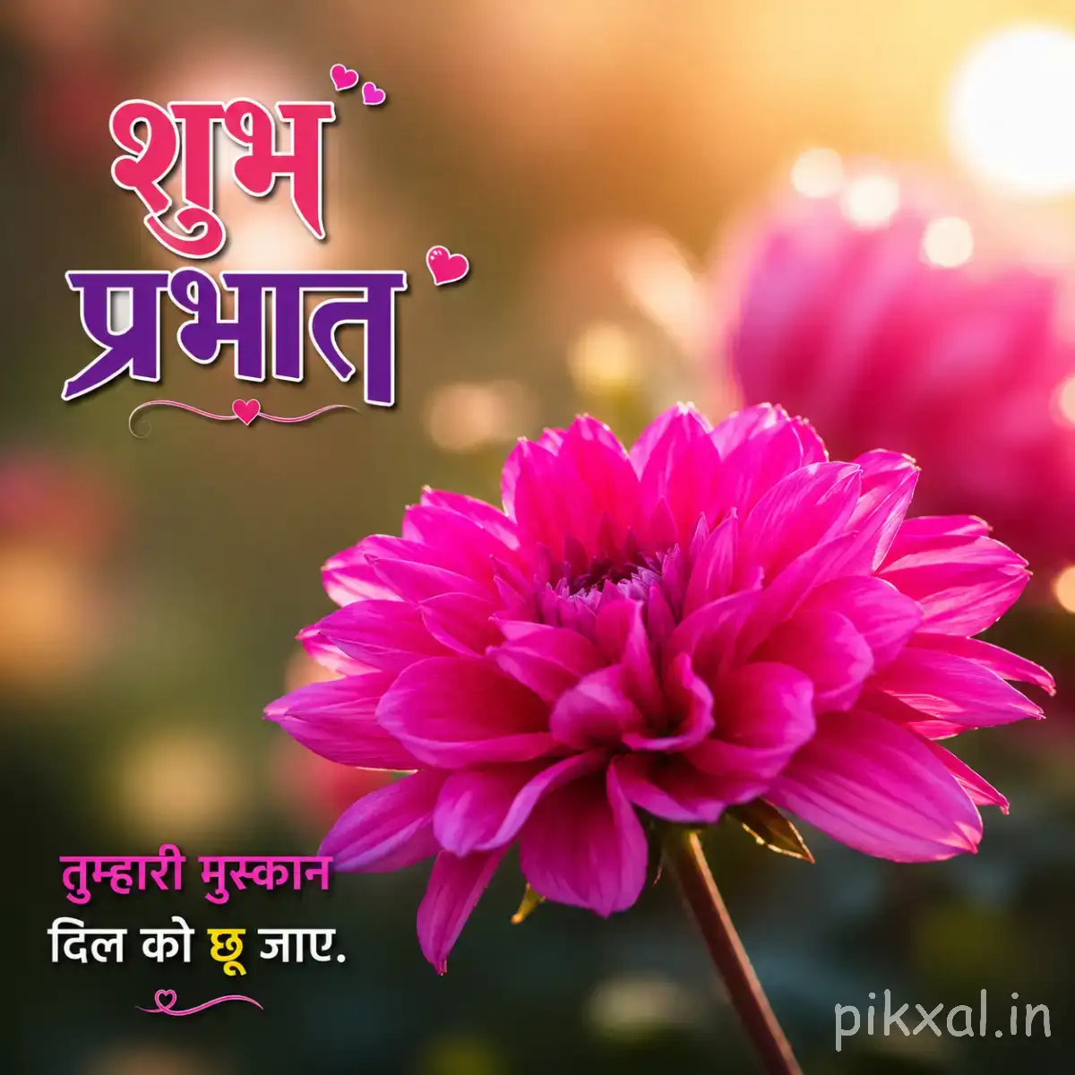 Bright magenta flower with densely layered petals against a softly blurred pink background with a Hindi Good Morning message