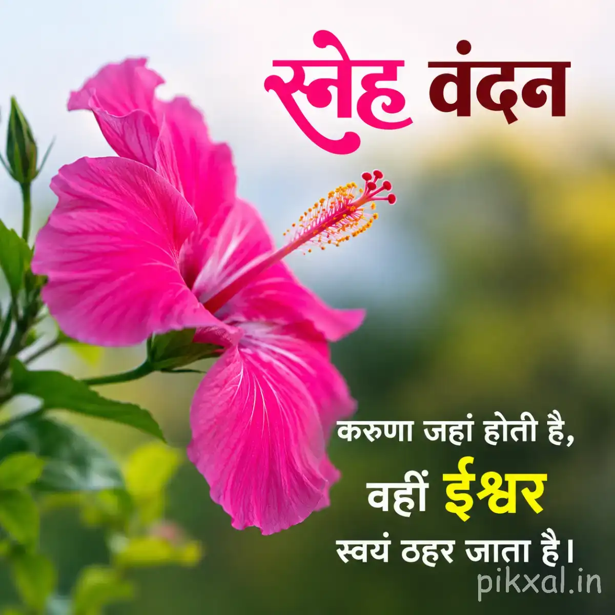 Large pink flower with broad ruffled petals and a long central stamen among green leaves