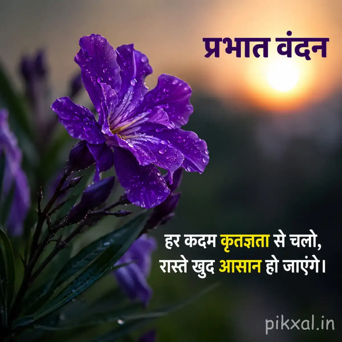 Purple flower with ruffled petals and green foliage against a softly blurred sunrise background with a Hindi morning greeting