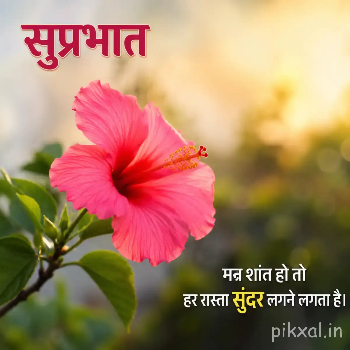 Single bright pink flower with broad petals and yellow center against warm blurred greenery with a Hindi Good Morning message
