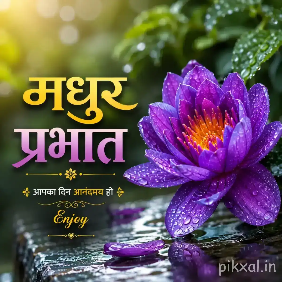 Purple flower with layered petals and orange center resting beside wet rocks and water with a Hindi morning message