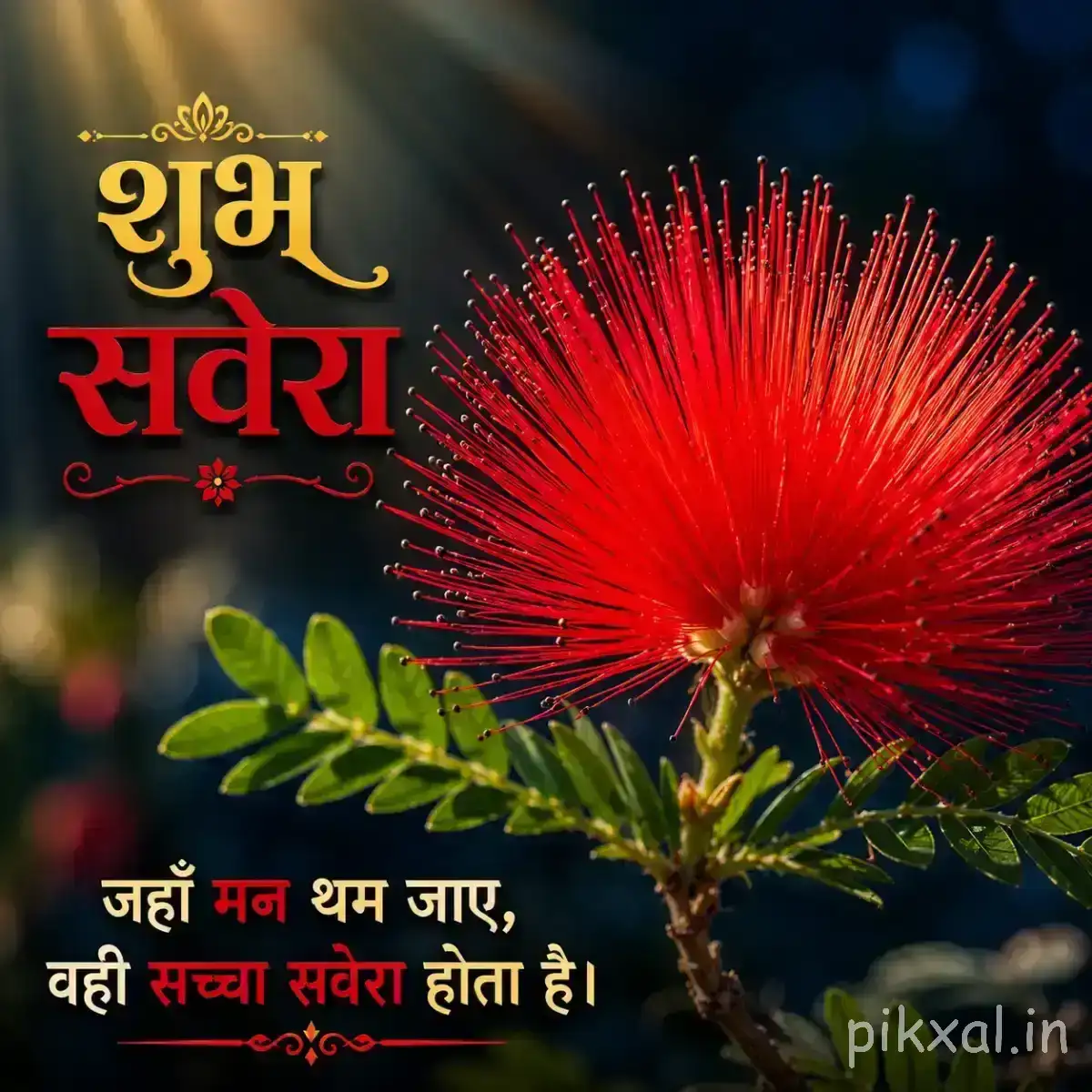 Single bright red spherical flower head with fine radiating filaments and fern-like leaves against a dark background with a Hindi morning wish