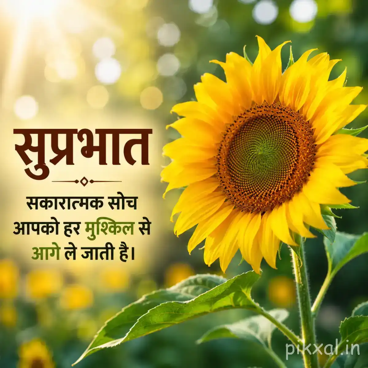 Large yellow flower with a dark round center and green leaves against a softly blurred garden background with Hindi morning text