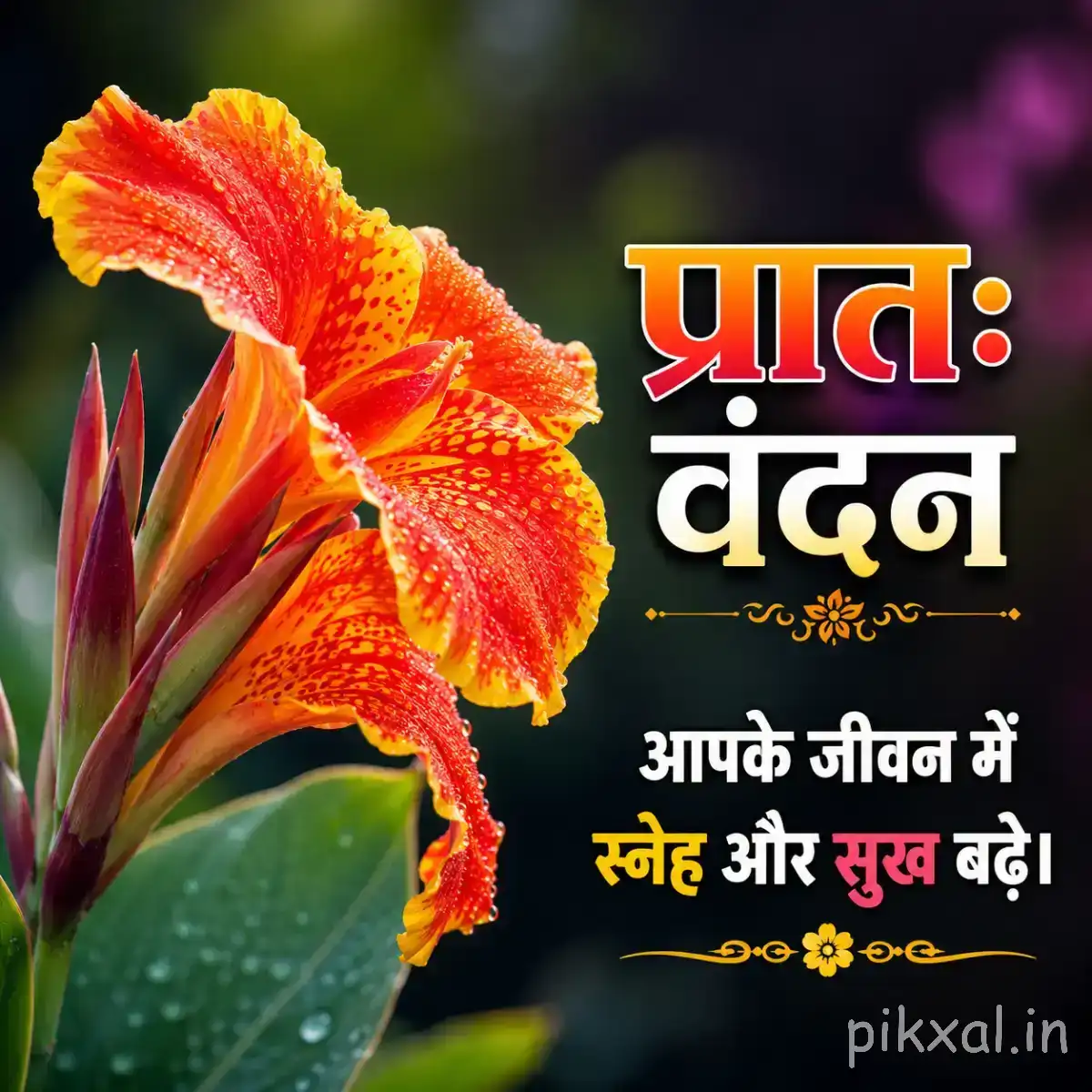 Orange-red flower with elongated petals and pointed buds, surrounded by green leaves and a Hindi morning wish