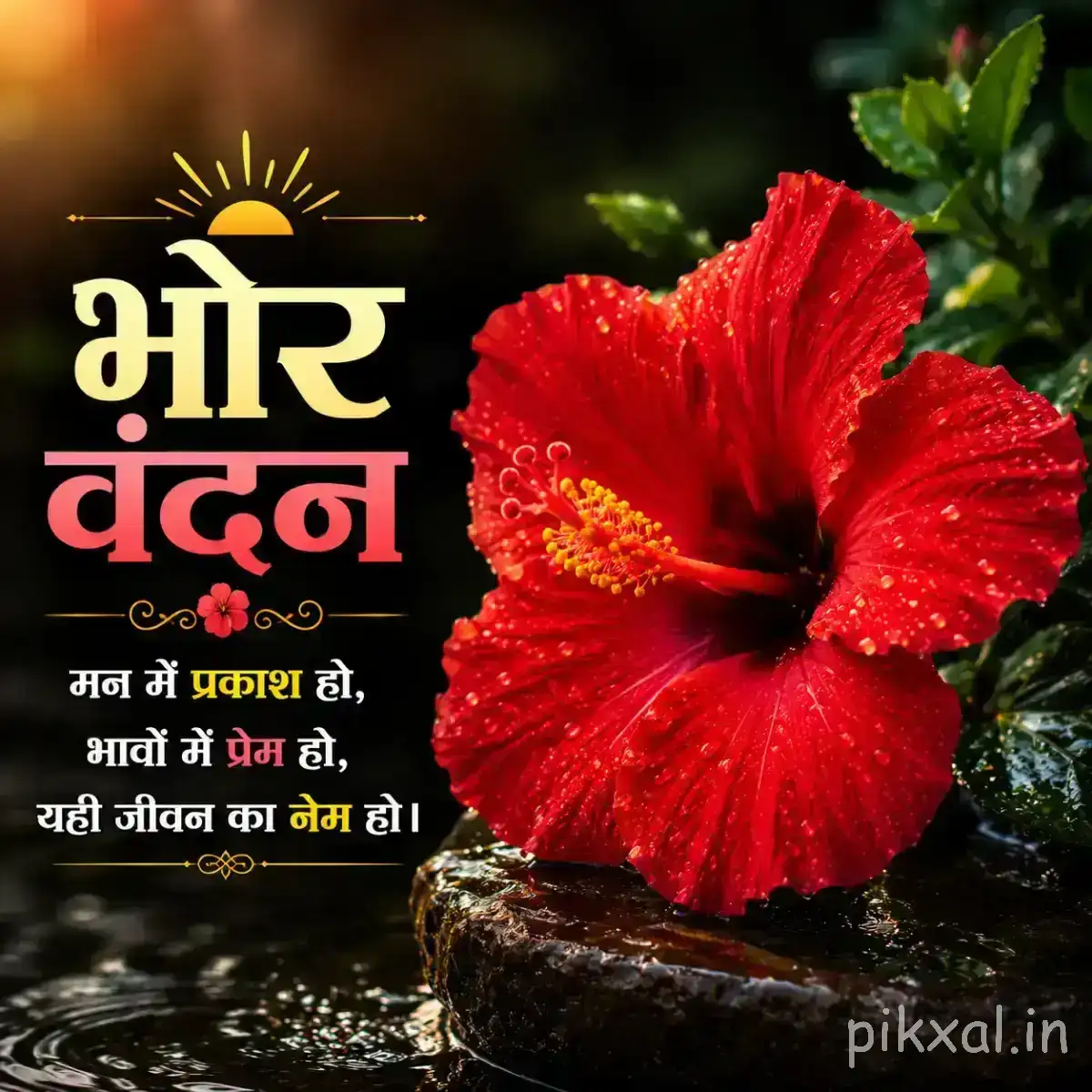 Single red flower with broad petals and a dark center against dark green foliage with a Hindi morning wish
