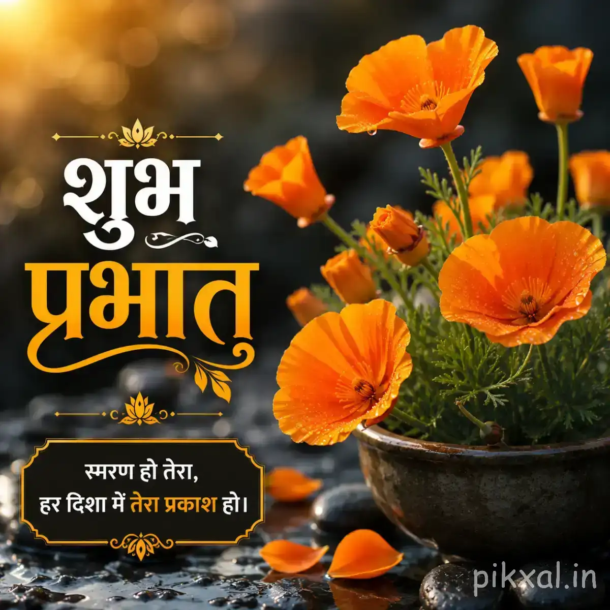 Several orange flowers with open petals and buds in a dark pot with a Hindi morning greeting