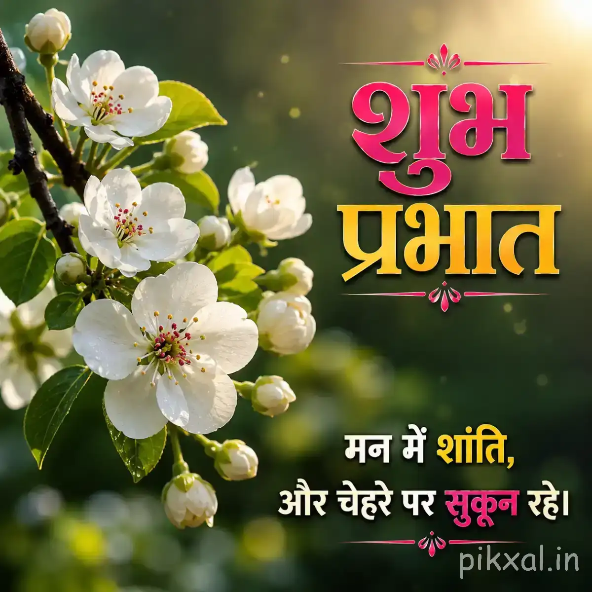 White blossoms with yellow centers on a leafy branch beside large pink Hindi morning text