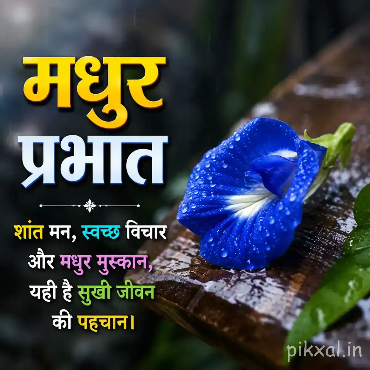 Single deep blue flower with a dark center beside a wet wooden surface and green leaves with a Hindi morning message