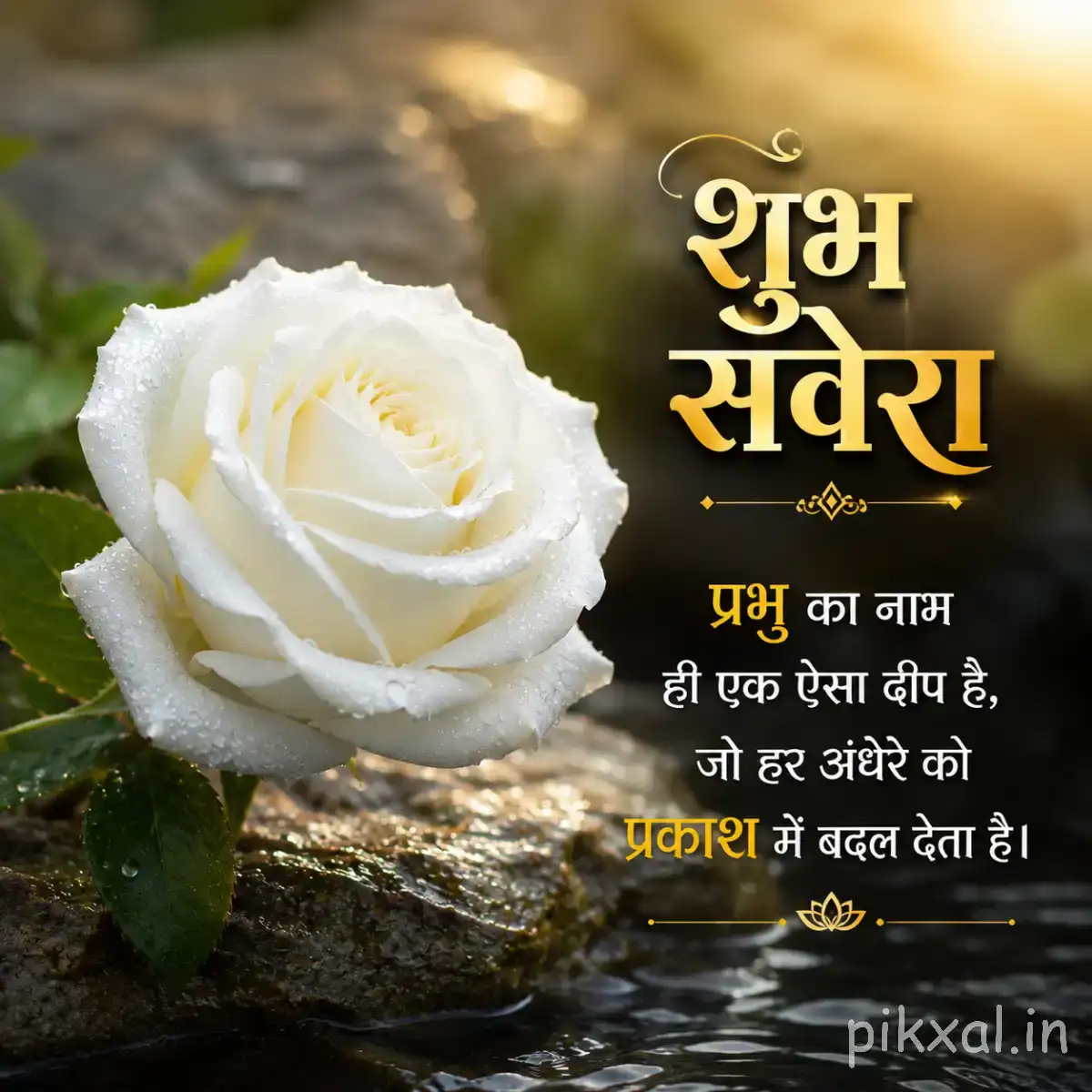 Single white layered flower beside dark rocks and green leaves against a softly blurred background with a Hindi morning greeting