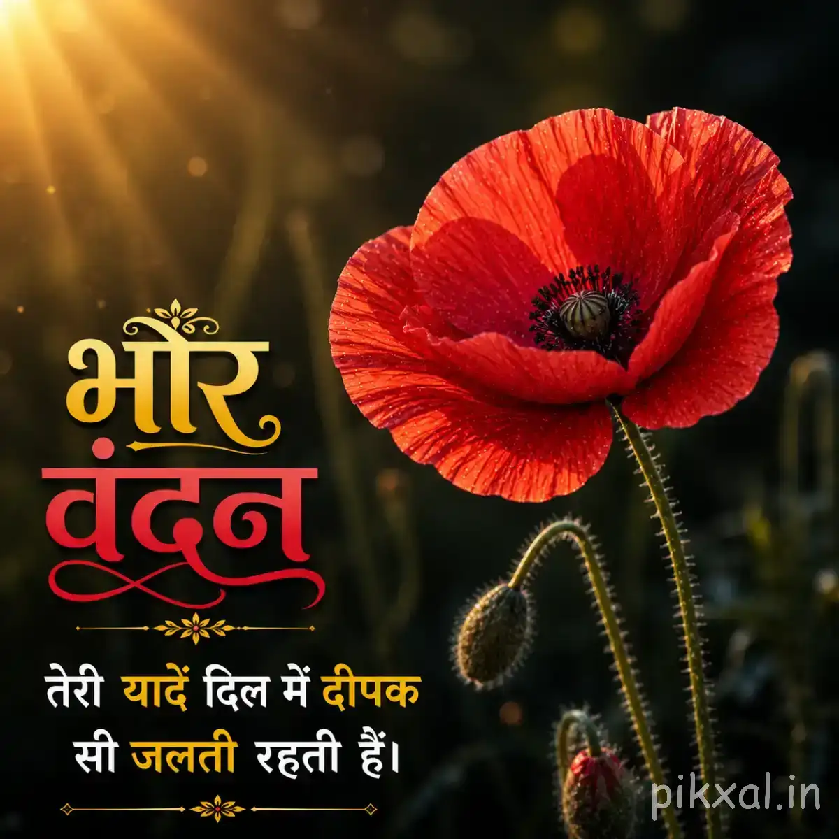 Single red flower with broad overlapping petals and dark center, accompanied by a Hindi morning greeting
