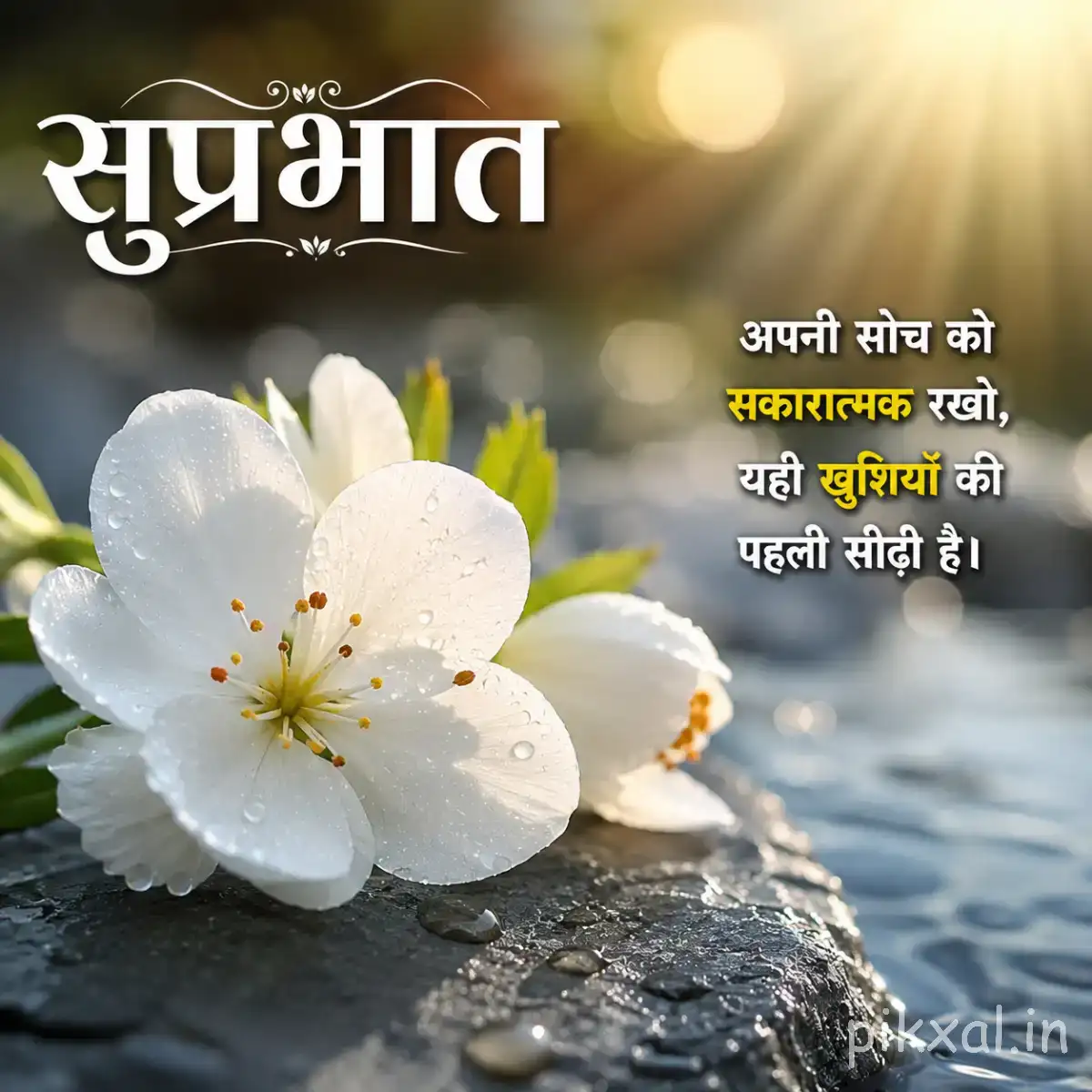 Several white flowers with yellow centers growing beside wet rocks and green leaves with a Hindi Good Morning greeting
