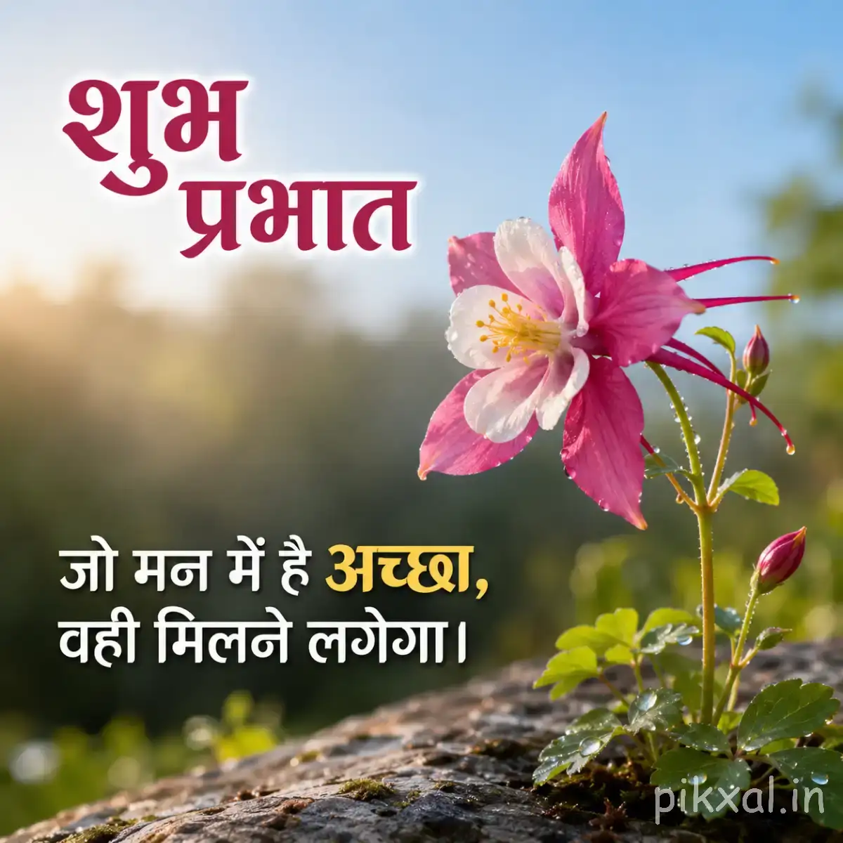 Pink flower with broad petals and a long central structure beside green leaves against a softly blurred sky with Hindi morning text