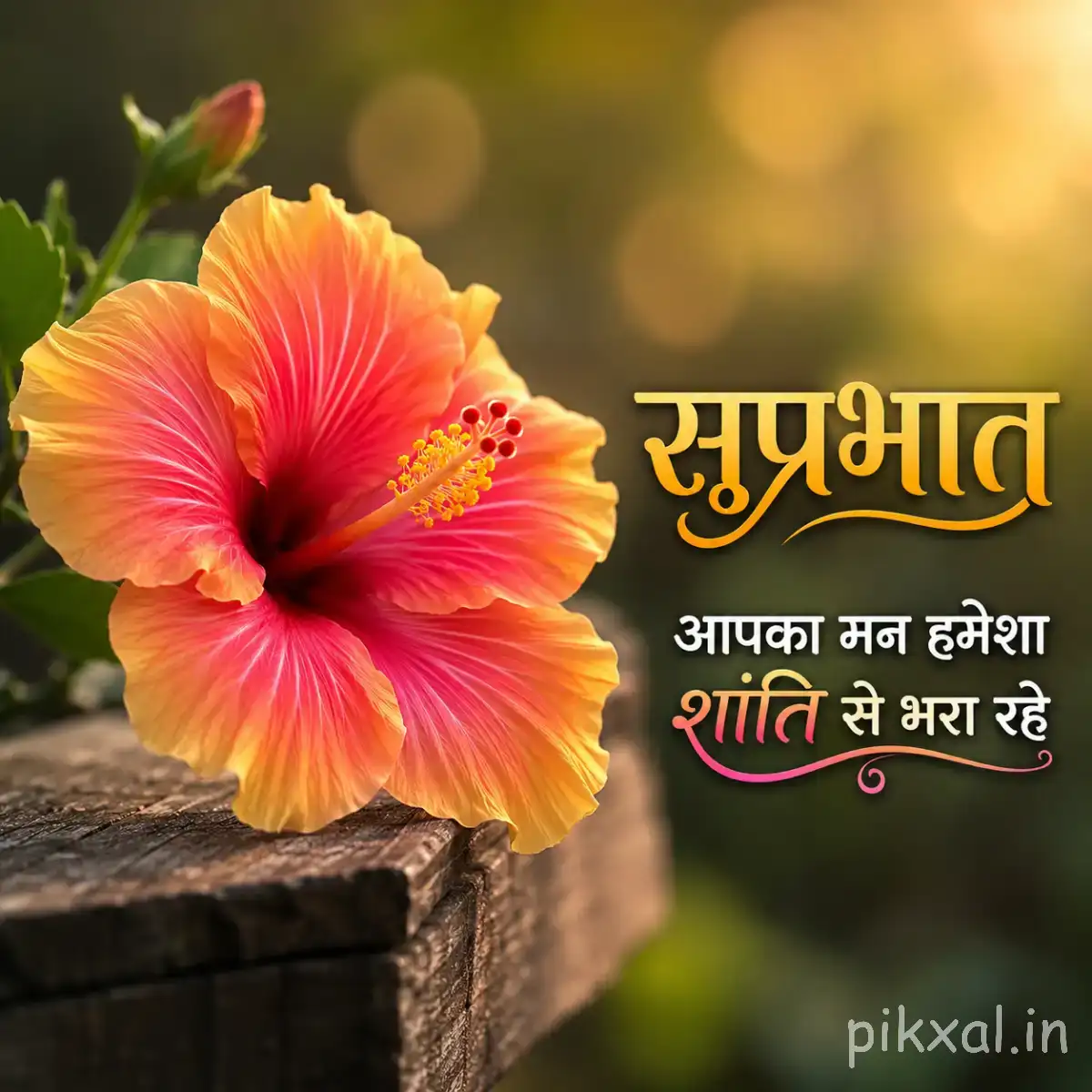 Large pink and orange flower with broad layered petals and unopened buds against warm golden bokeh with a Hindi Good Morning wish