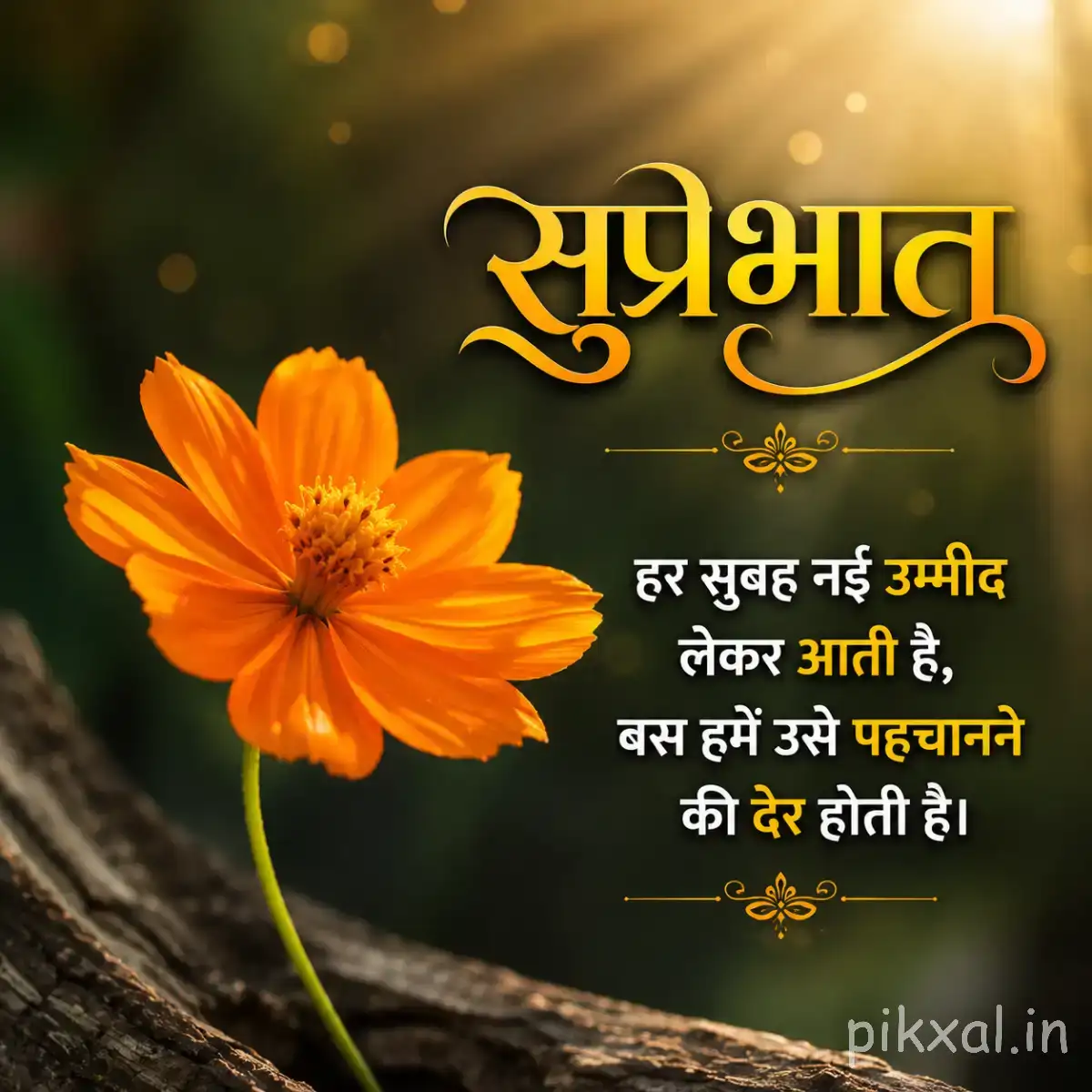 Orange flower with broad petals and green leaves against a warm blurred background with a Hindi Good Morning wish