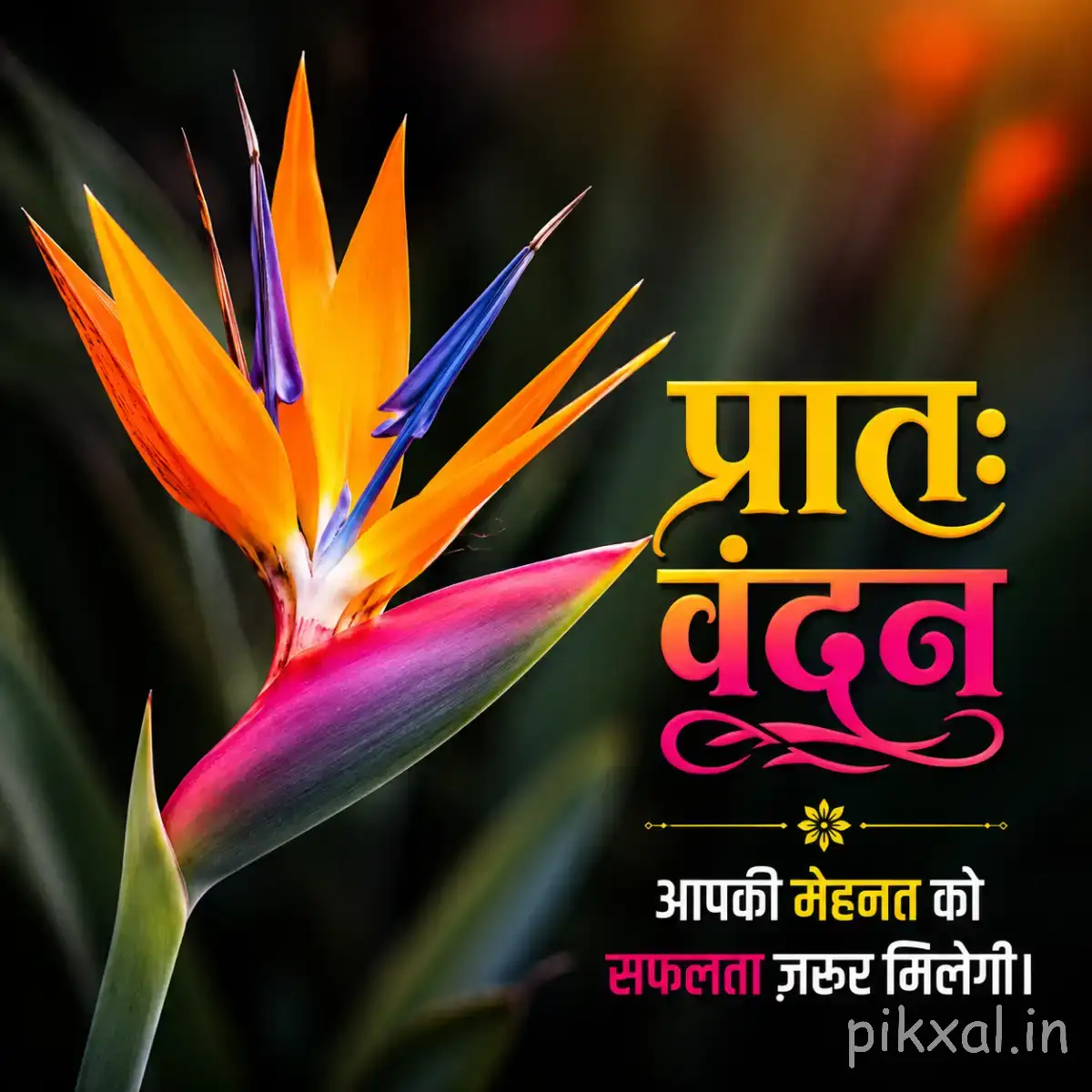 Orange and blue pointed flowers with long upright petals against a dark blurred background with a Hindi morning greeting