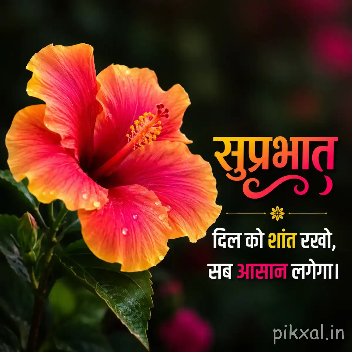 Large pink and orange flower with broad petals and green leaves against dark blurred foliage with a Hindi Good Morning wish