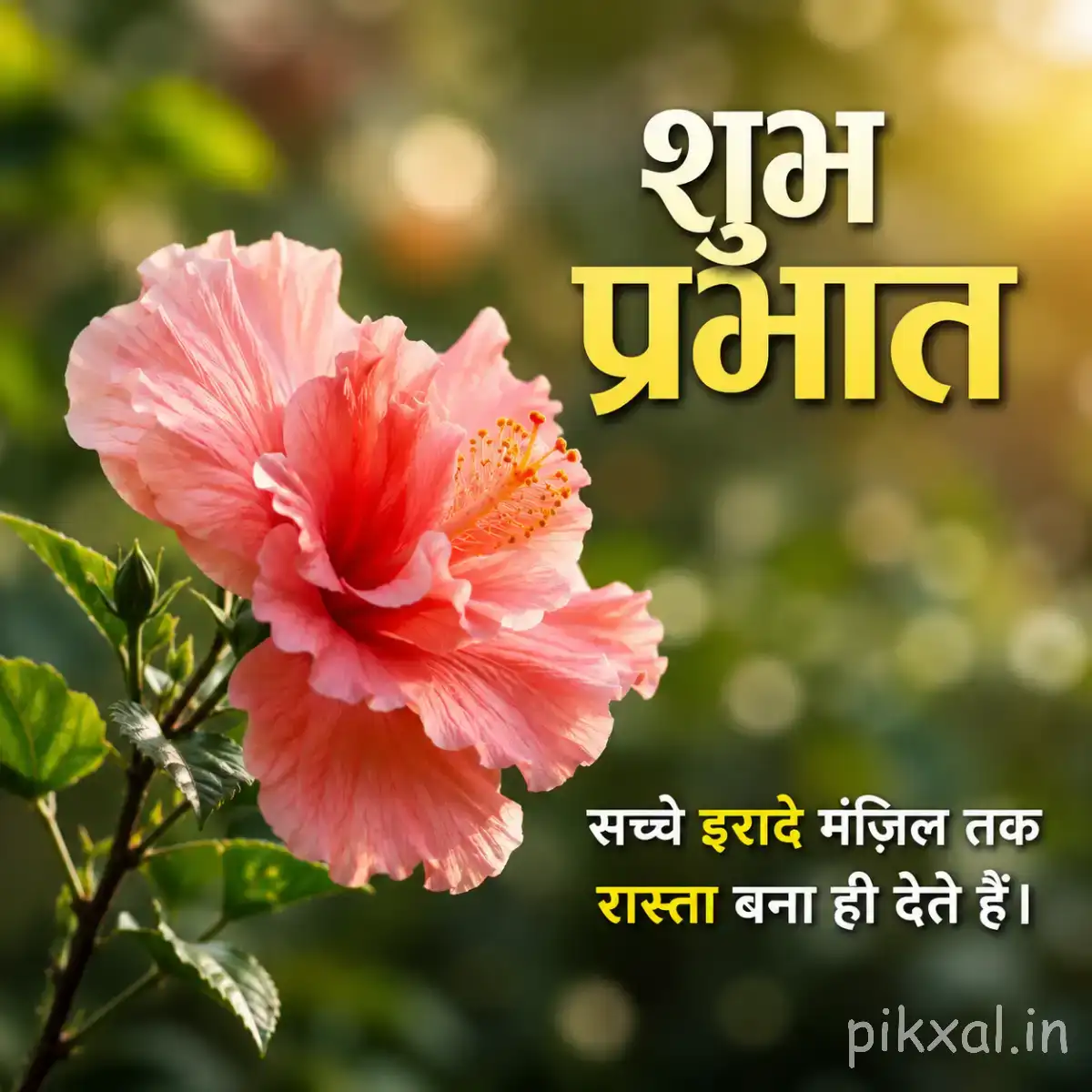Pale pink layered flower with green leaves and a Hindi Good Morning wish against softly blurred golden foliage