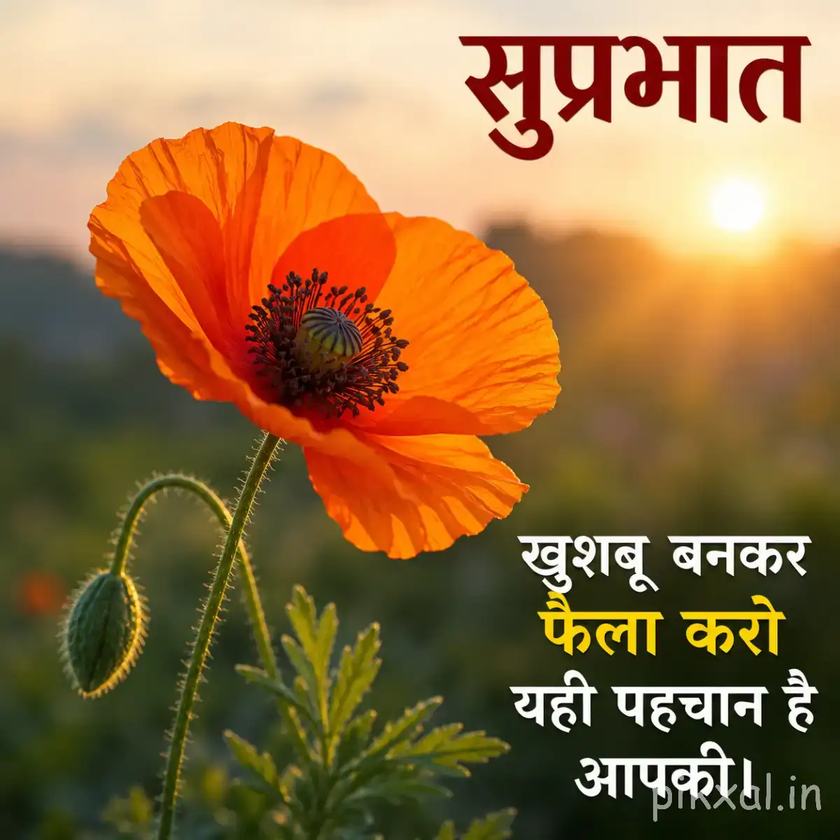 Single orange flower with broad petals and unopened buds against a glowing sunrise background with a Hindi morning message