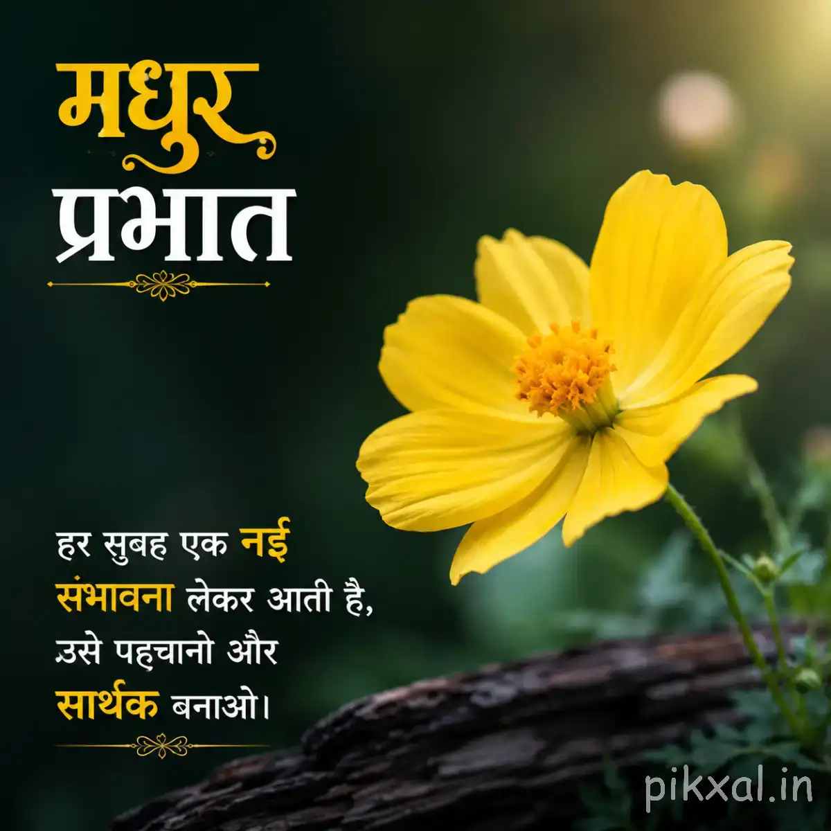 Single yellow flower with broad petals and a dark center beside a dark branch with a Hindi Good Morning greeting