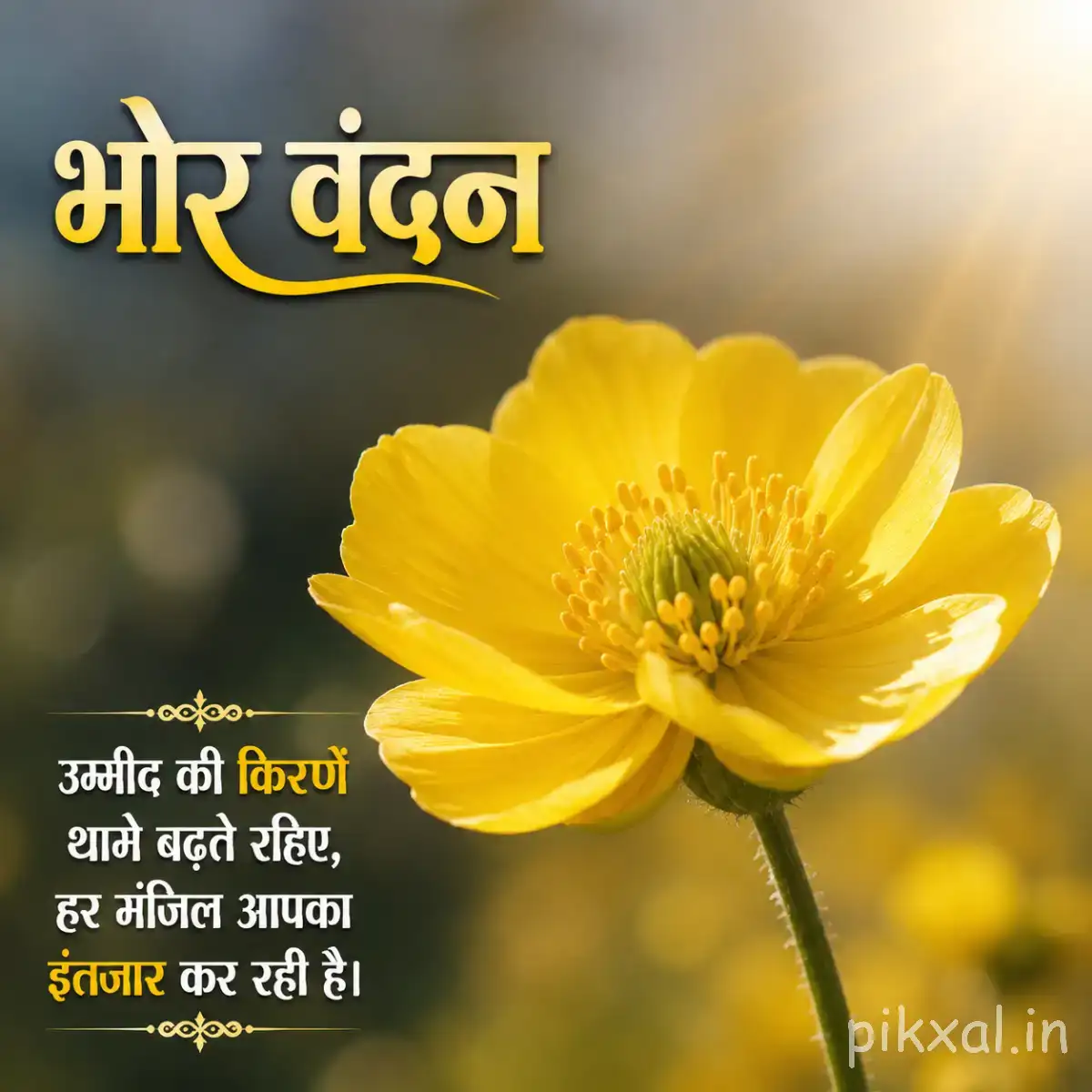 Single yellow flower with broad rounded petals and a textured center against warm blurred greenery with a Hindi morning message
