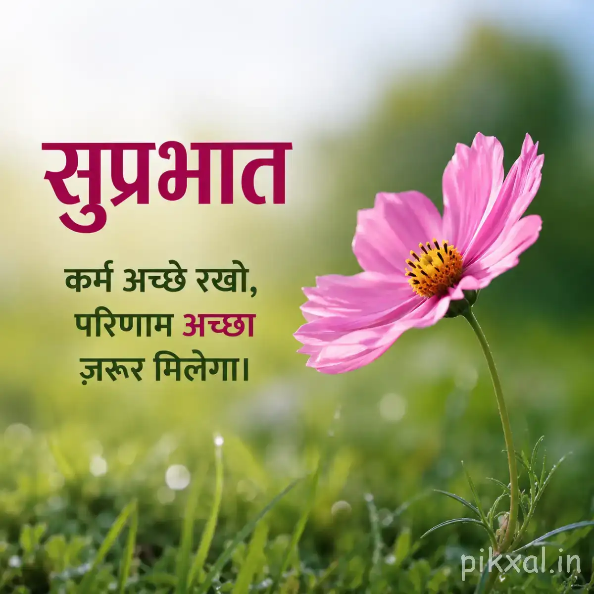 Pink flower with broad petals and yellow center against soft green foliage with a Hindi Good Morning message