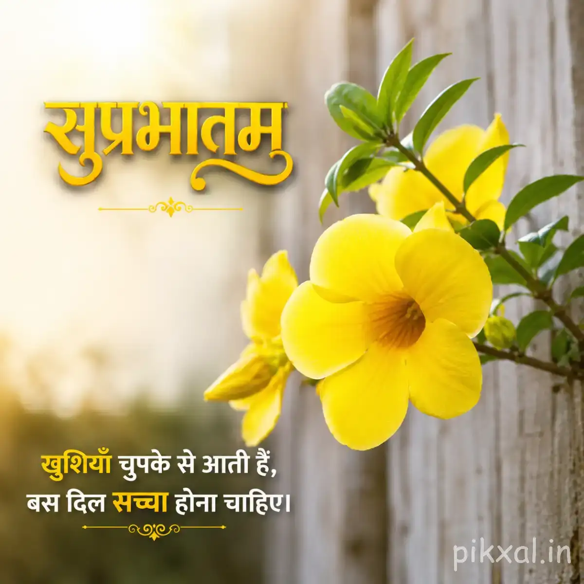 Two bright yellow flowers with rounded petals and green leaves against a softly blurred wooden background