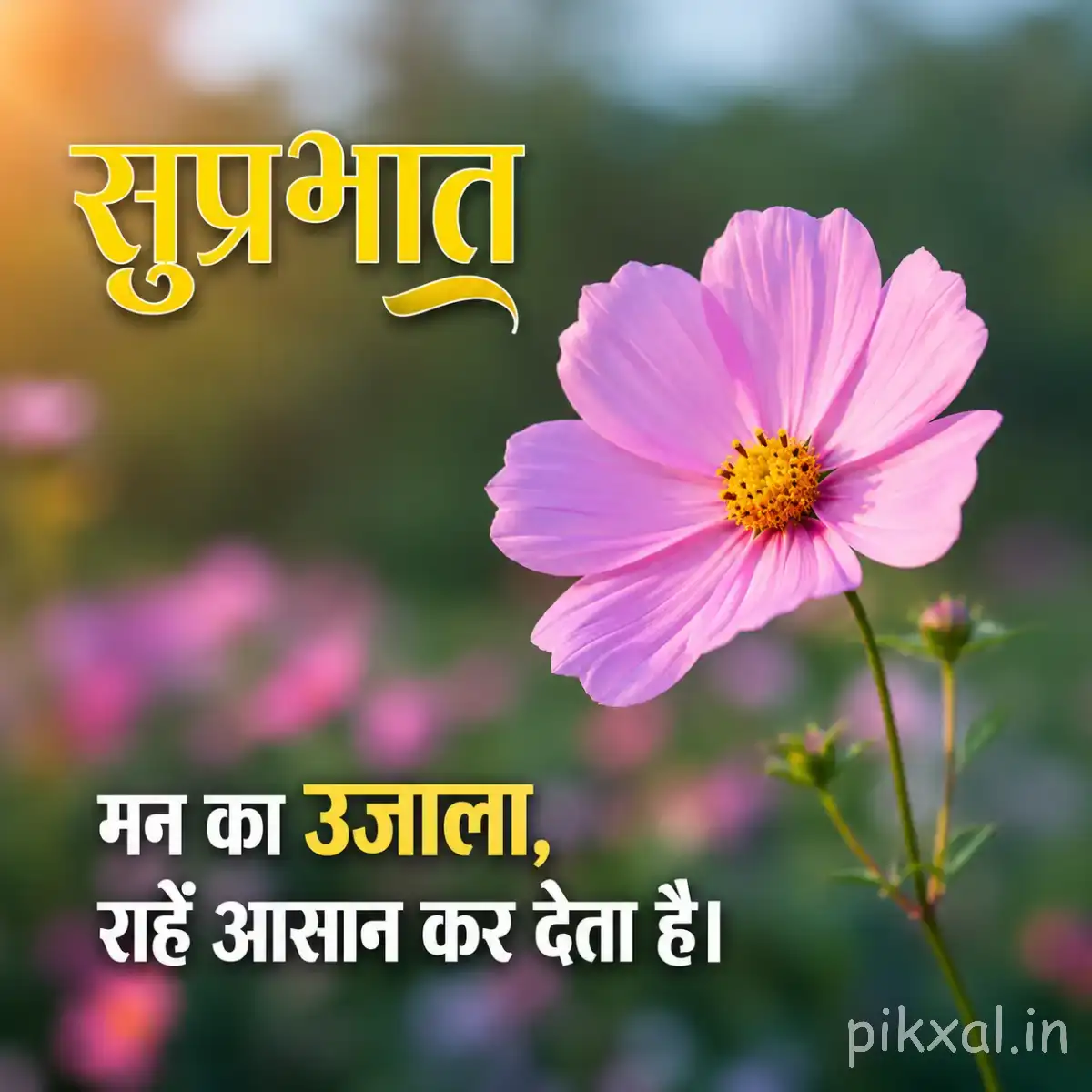 Single pale pink flower with broad rounded petals and yellow center against blurred greenery with a Hindi Good Morning wish
