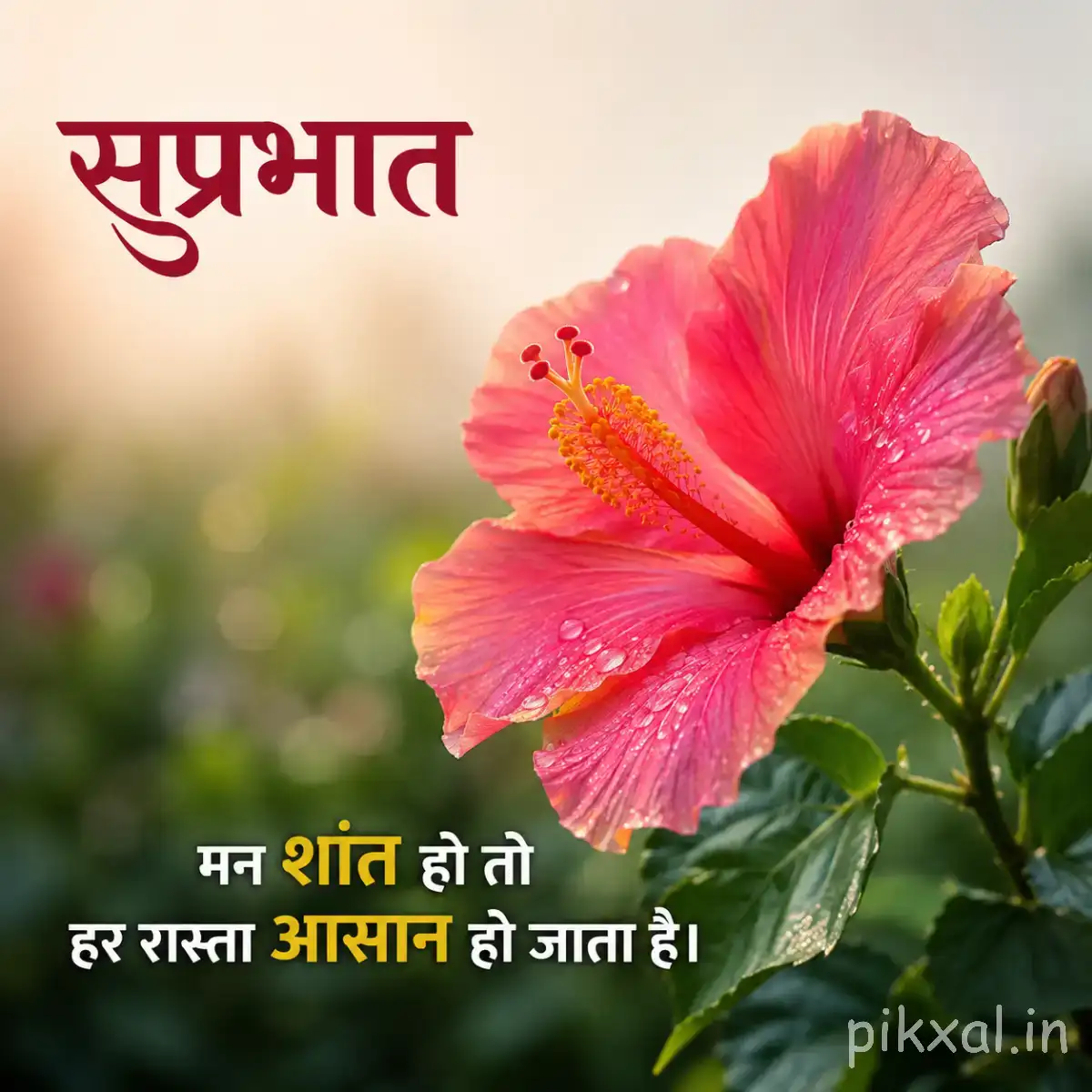 Single pink flower with broad overlapping petals and green leaves against a softly blurred background