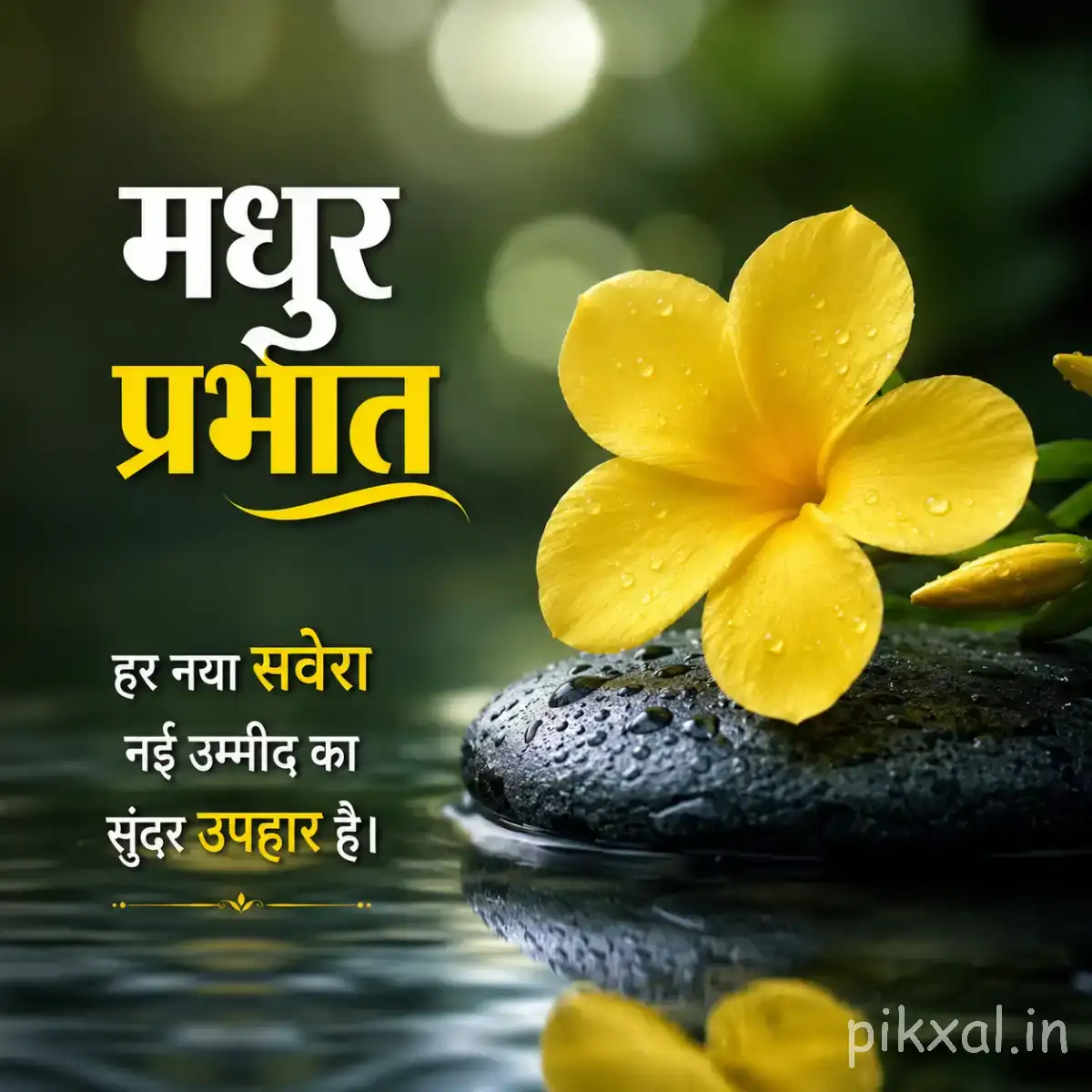 Yellow flower with five rounded petals beside reflective water and dark green leaves