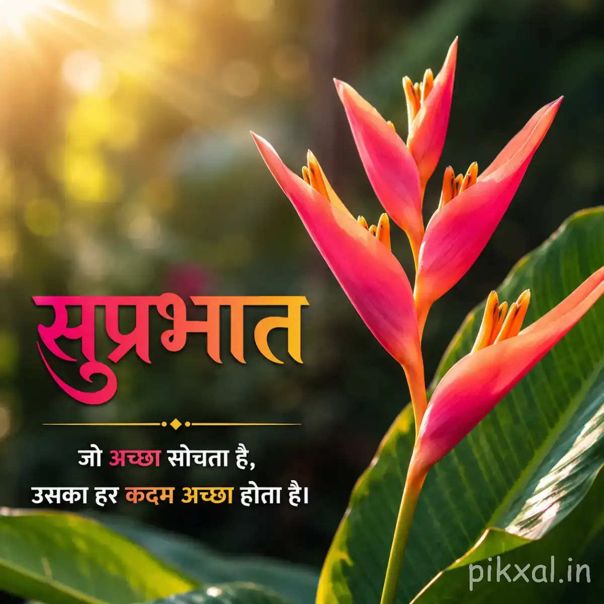 Orange-red pointed flowers with long narrow petals and green stems beside a Hindi Good Morning wish