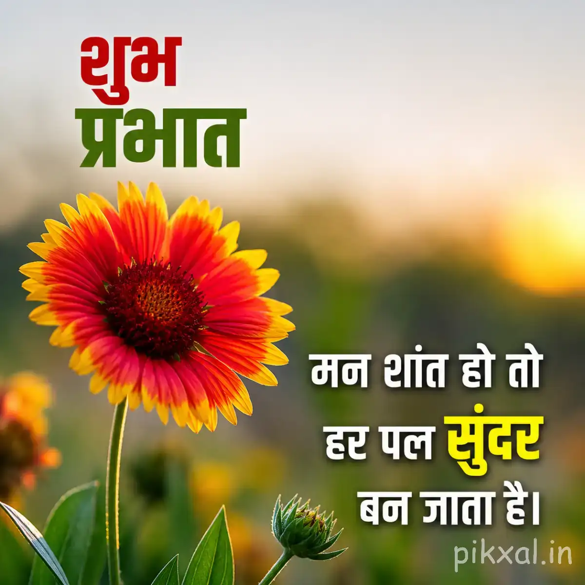 Single orange-red flower with a dark center and narrow layered petals beside a Hindi Good Morning message