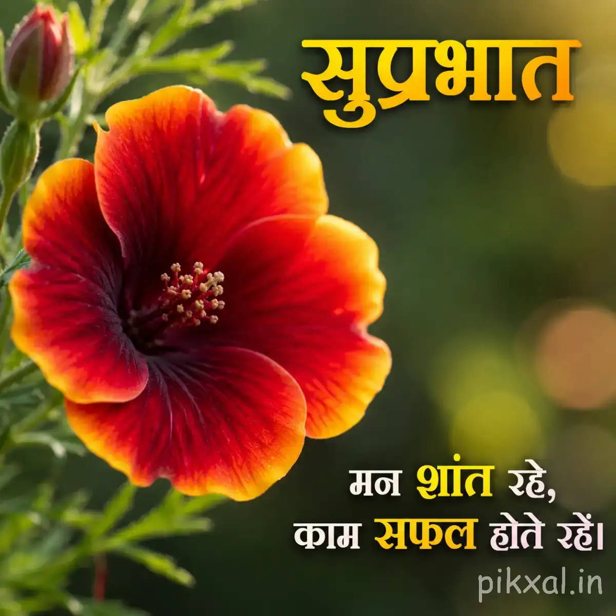 Red and orange flower with broad overlapping petals and a dark center against blurred greenery