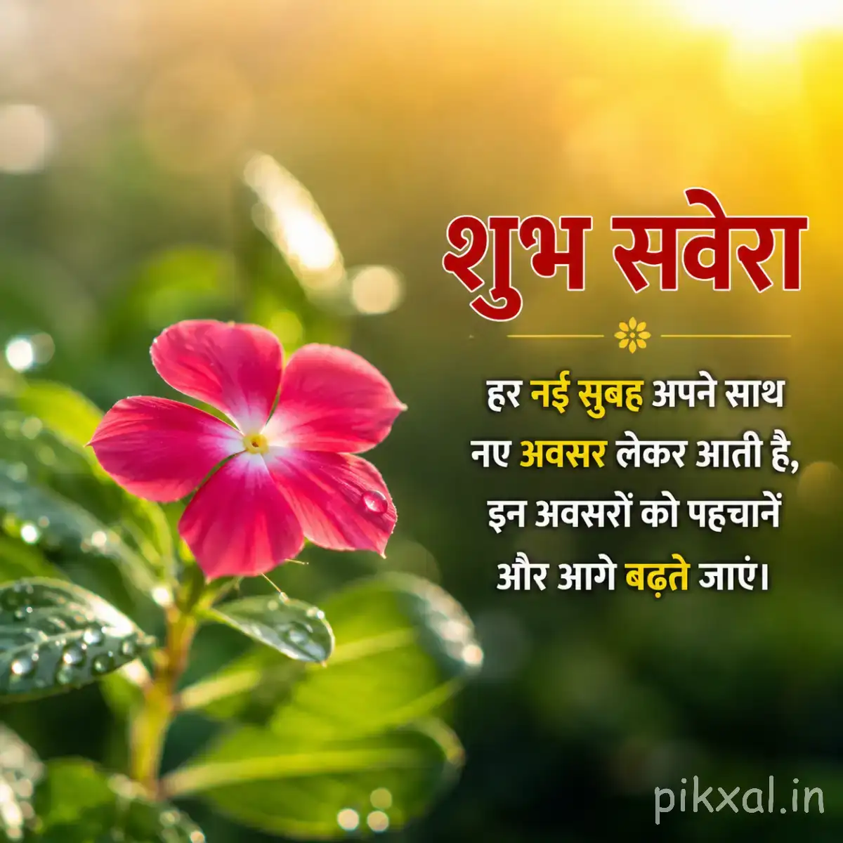 Pink flower with a yellow center surrounded by glossy green leaves and a Hindi morning wish