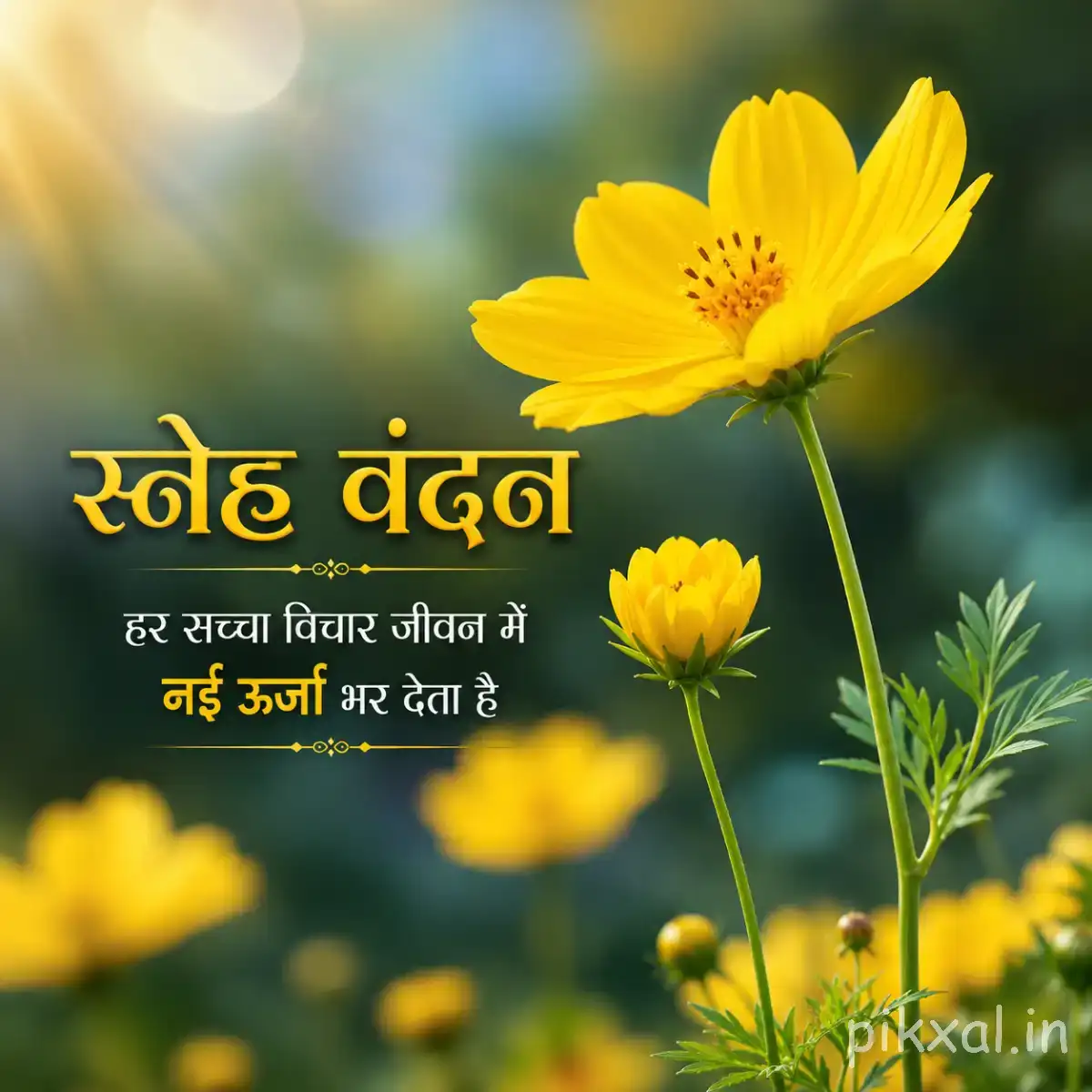 Yellow flowers with slender petals and green foliage in a sunlit field with a Hindi morning wish