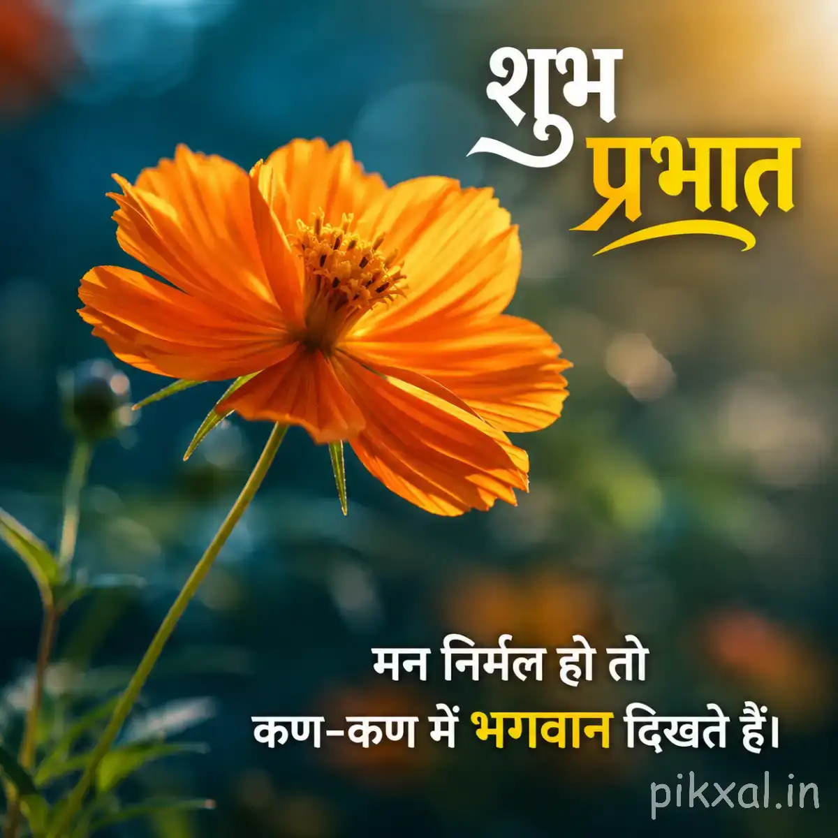 Single orange good morning flower images download with broad layered petals and a green stem against a softly blurred background