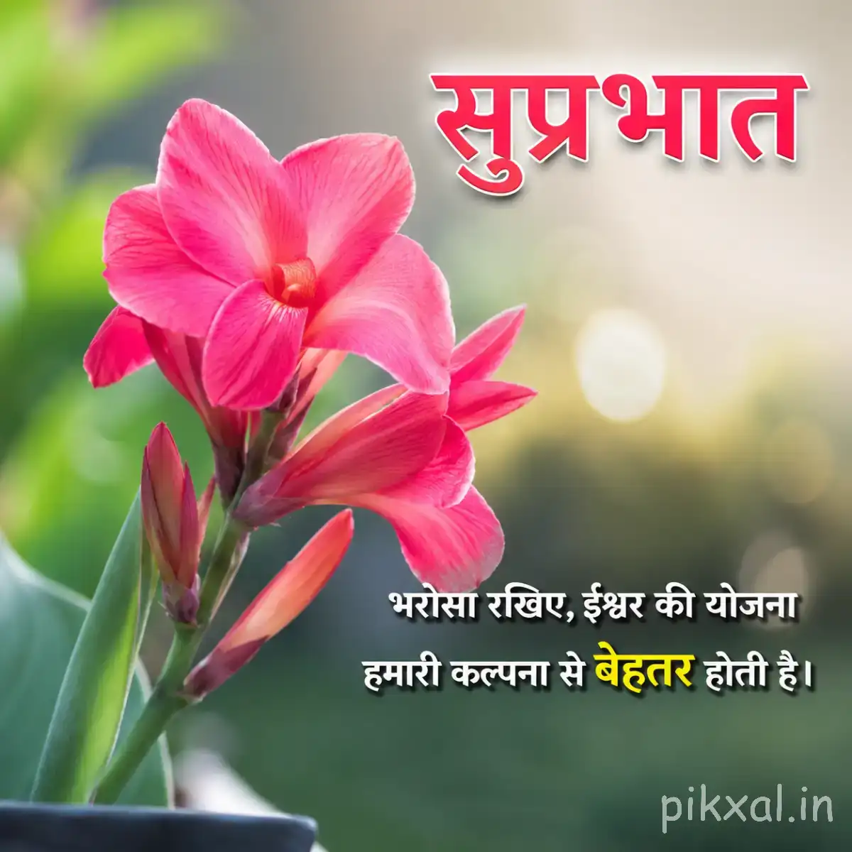 Several bright pink flowers with long petals and green leaves beside a Hindi Good Morning greeting