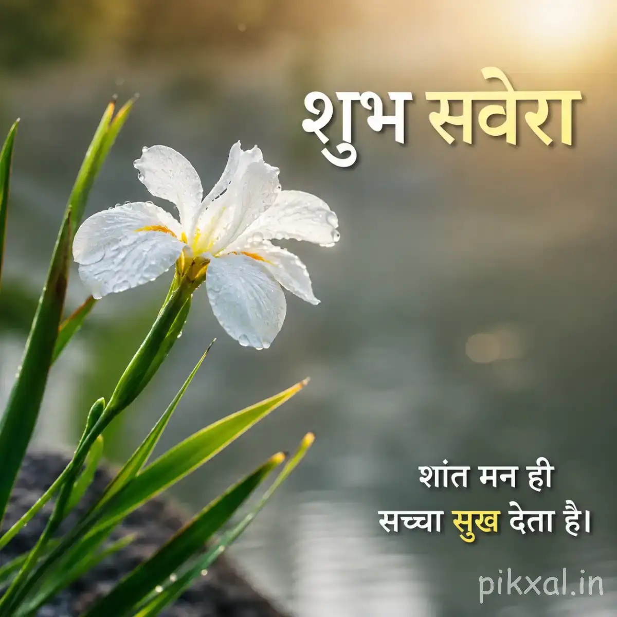 White star-shaped flowers with slender green leaves beside a Hindi Good Morning wish