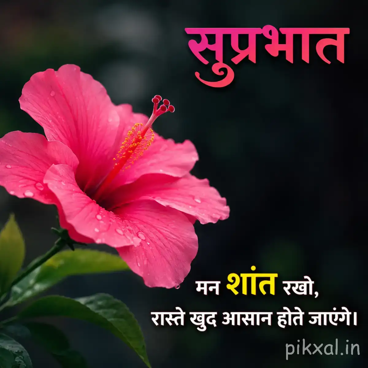 Single pink flower with broad ruffled petals and green leaves beside a Hindi Good Morning greeting