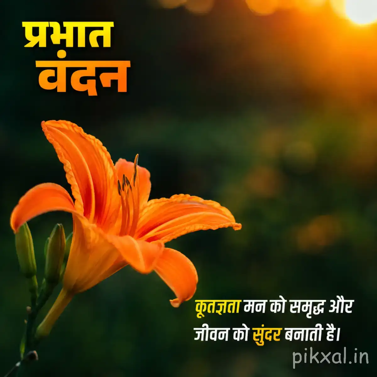 Orange flowers with long narrow petals and unopened buds against a dark blurred background