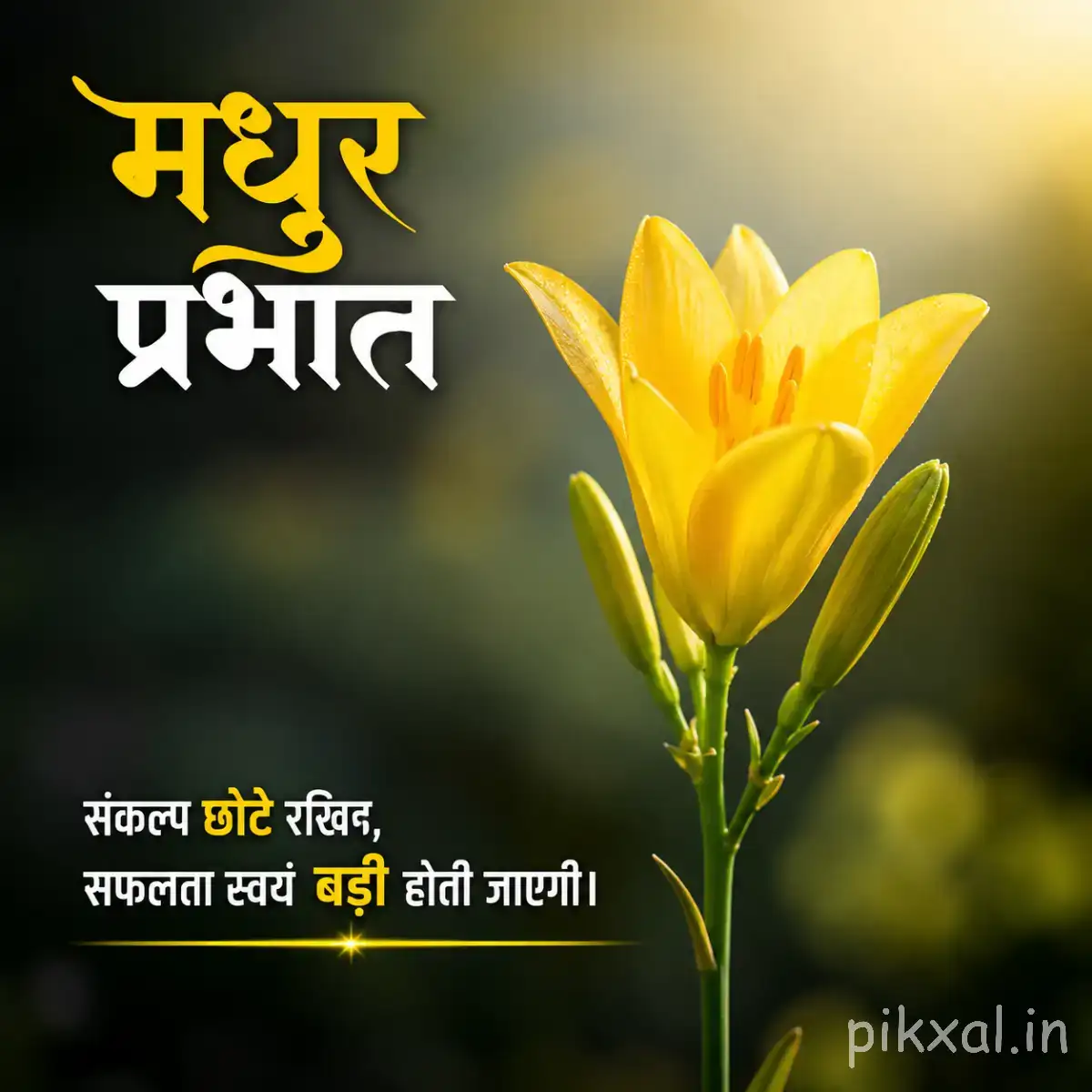 Single yellow upright flower with pointed petals and green foliage beside a Hindi morning wish