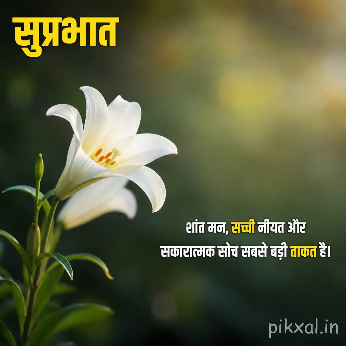 White trumpet-shaped flowers with green leaves and unopened buds beside a Hindi Good Morning message