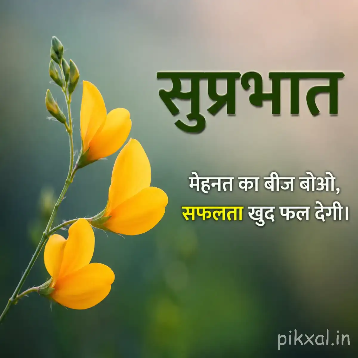 Several yellow flowers with green stems and buds against a softly blurred background with a Hindi Good Morning greeting