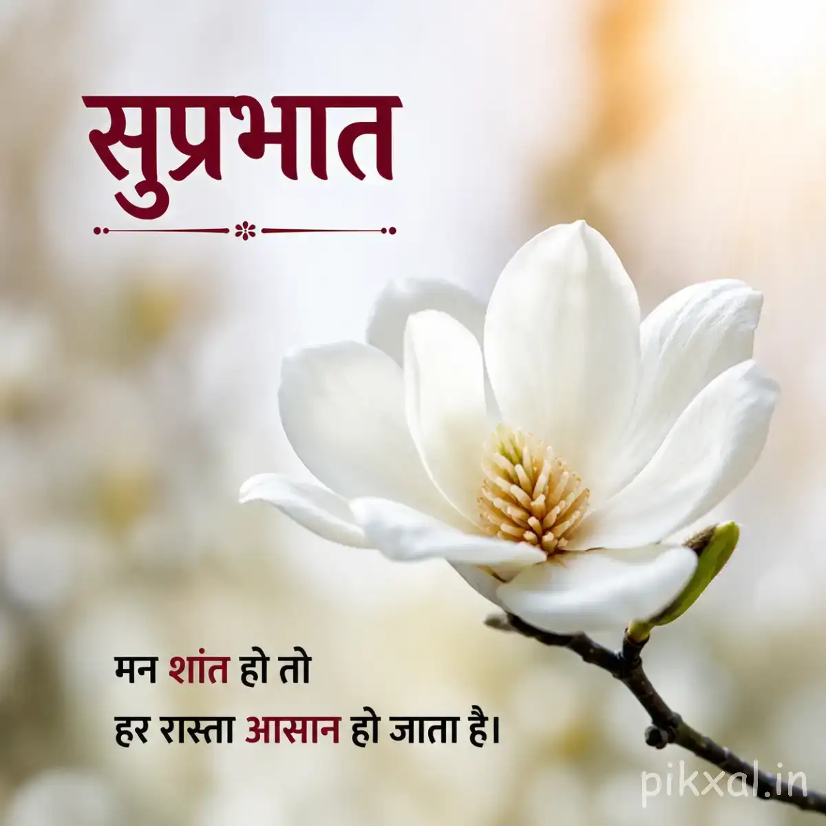 Single white flower with broad overlapping petals against a softly blurred background and Hindi morning wish