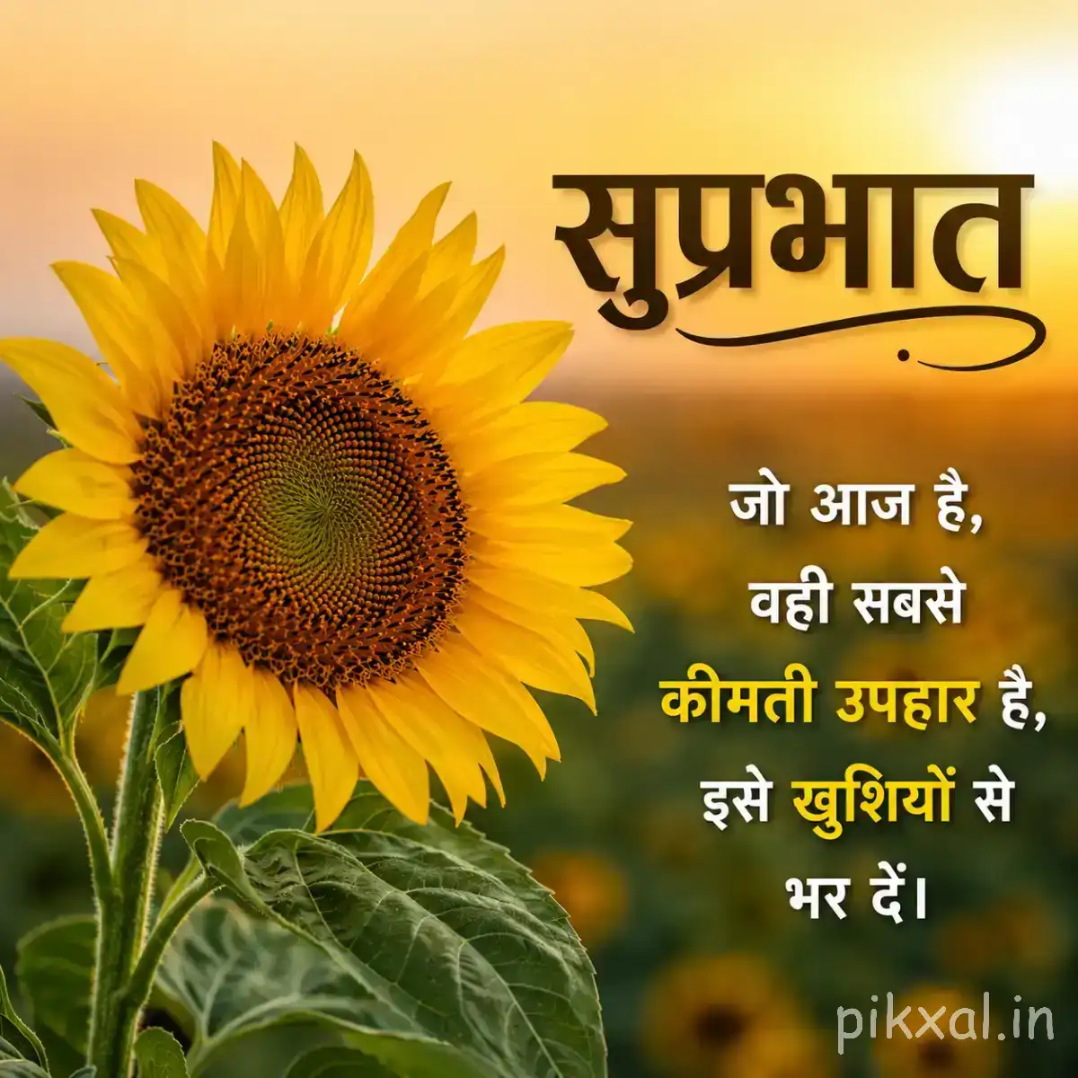 Single yellow flower with a large dark center and broad green leaves against a bright golden background