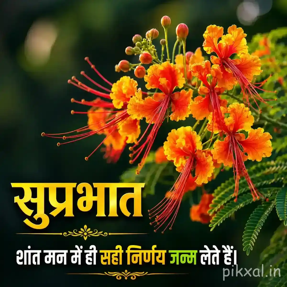 Orange flowers with long slender stamens and rounded buds on a leafy branch with a Hindi Good Morning wish