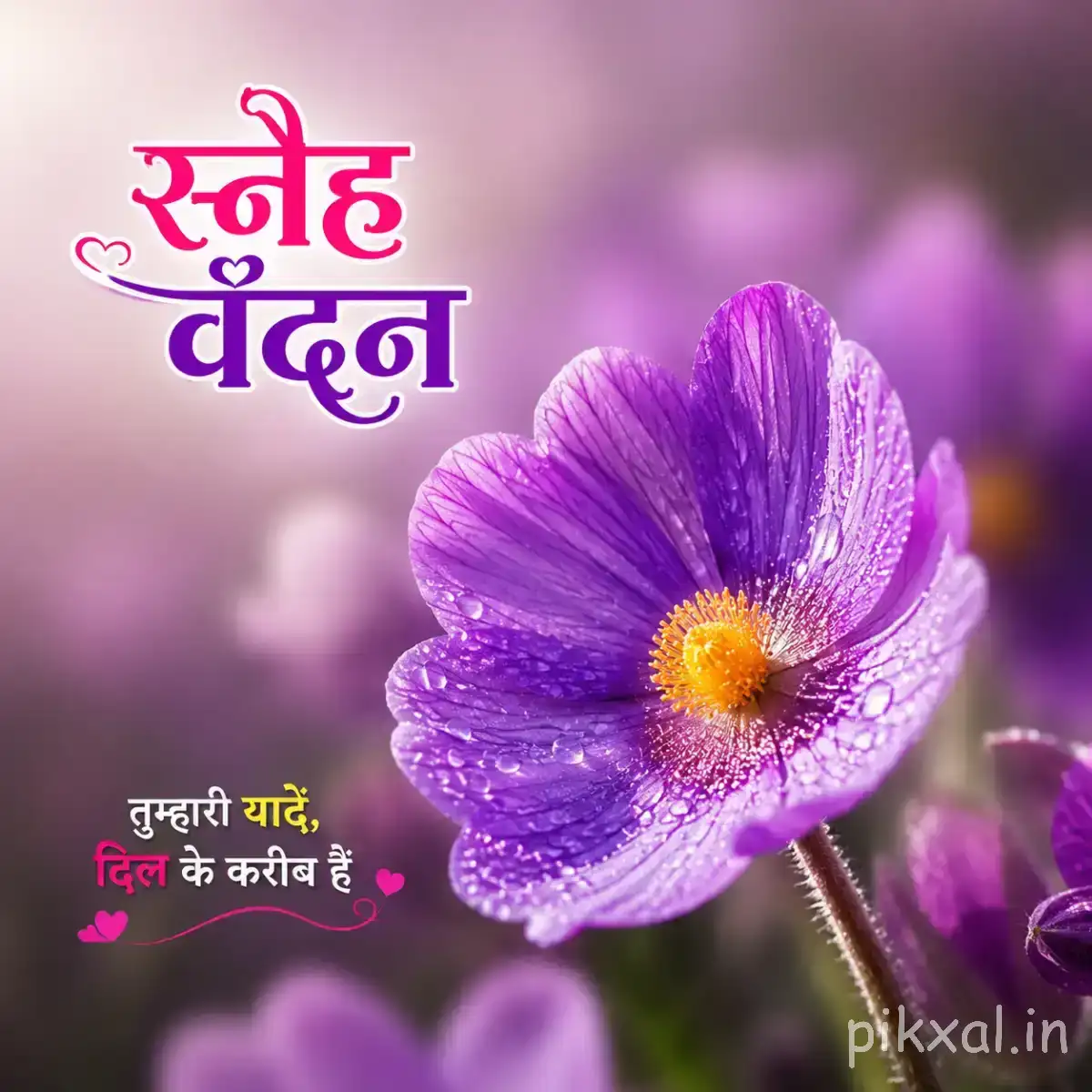 Single purple flower with a yellow center and broad overlapping petals against a softly blurred background